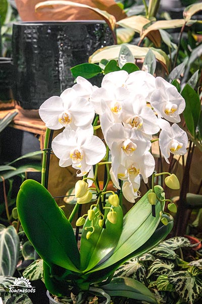 Phalaenopsis blanches 001
